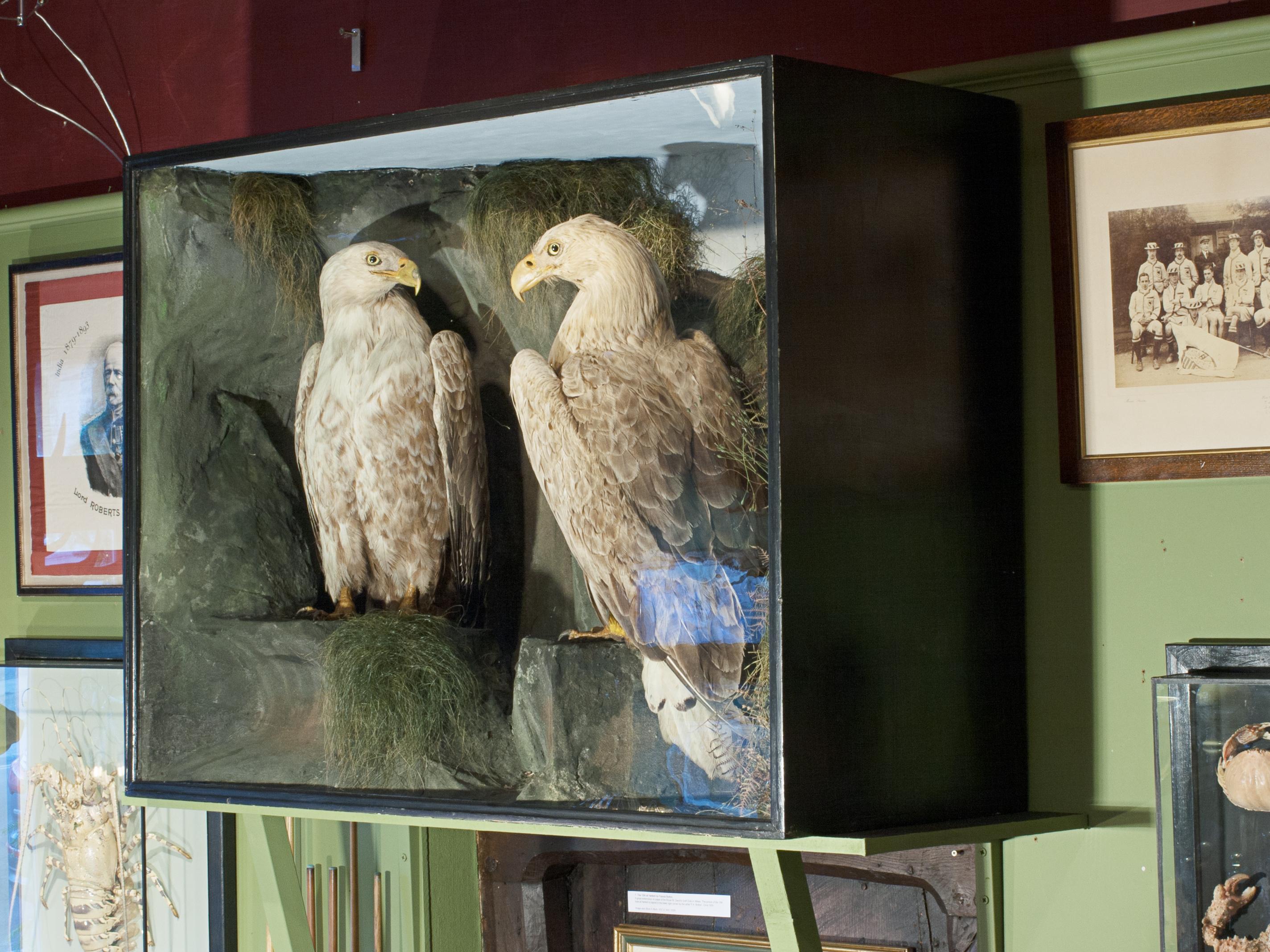 taxidermy eagle