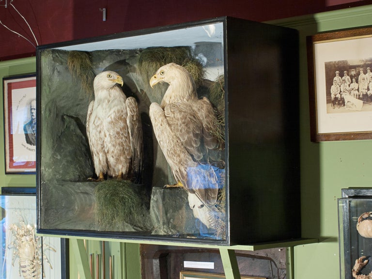 Sporting Art Antique Taxidermy Sea Eagles by Henry Ward, Father of Roland Ward For Sale