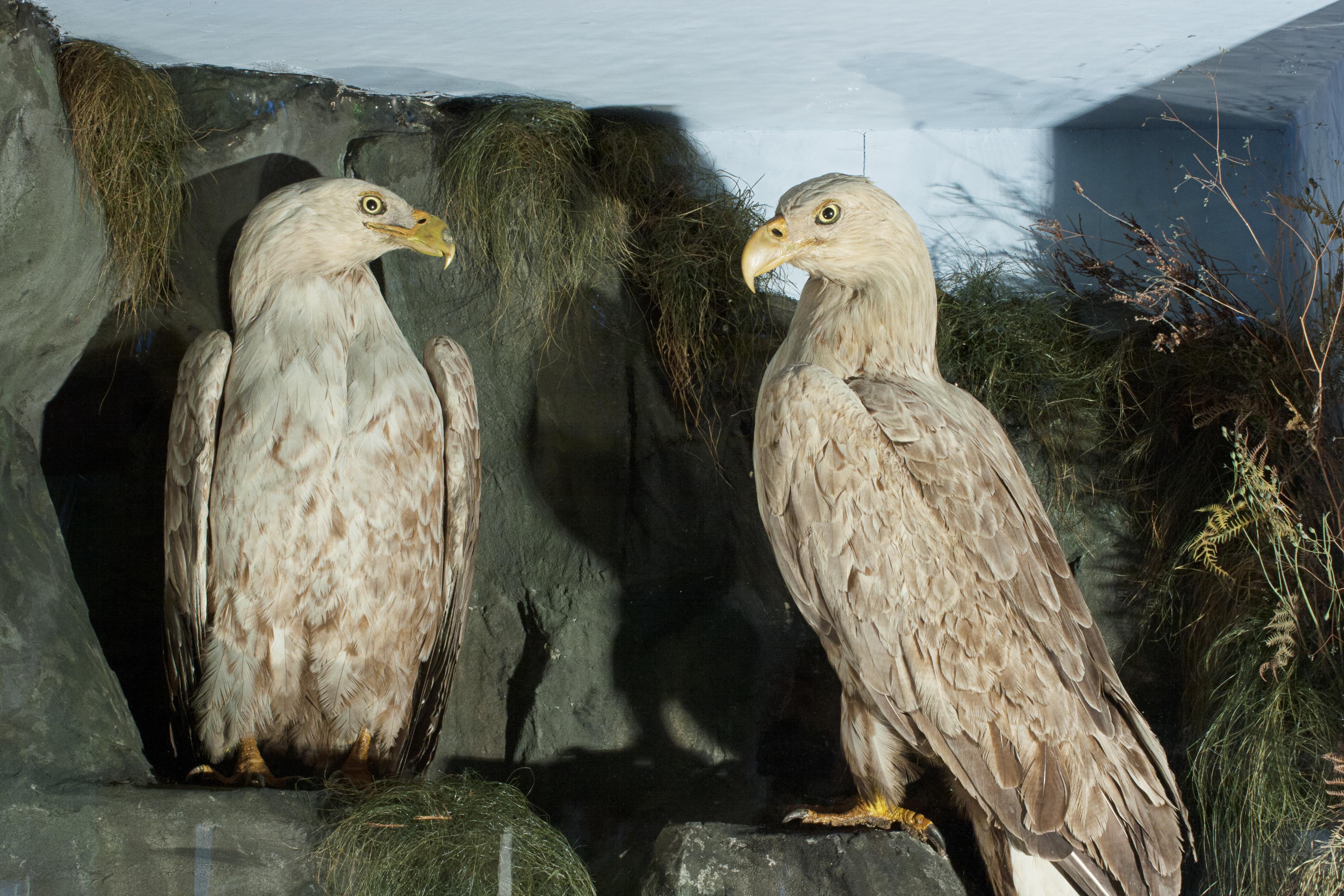 Anglais Anciennes aigles de mer de taxidermie par Henry Ward, père de Roland Ward en vente