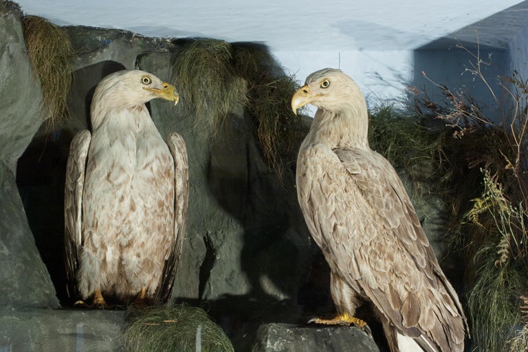English Antique Taxidermy Sea Eagles by Henry Ward, Father of Roland Ward For Sale