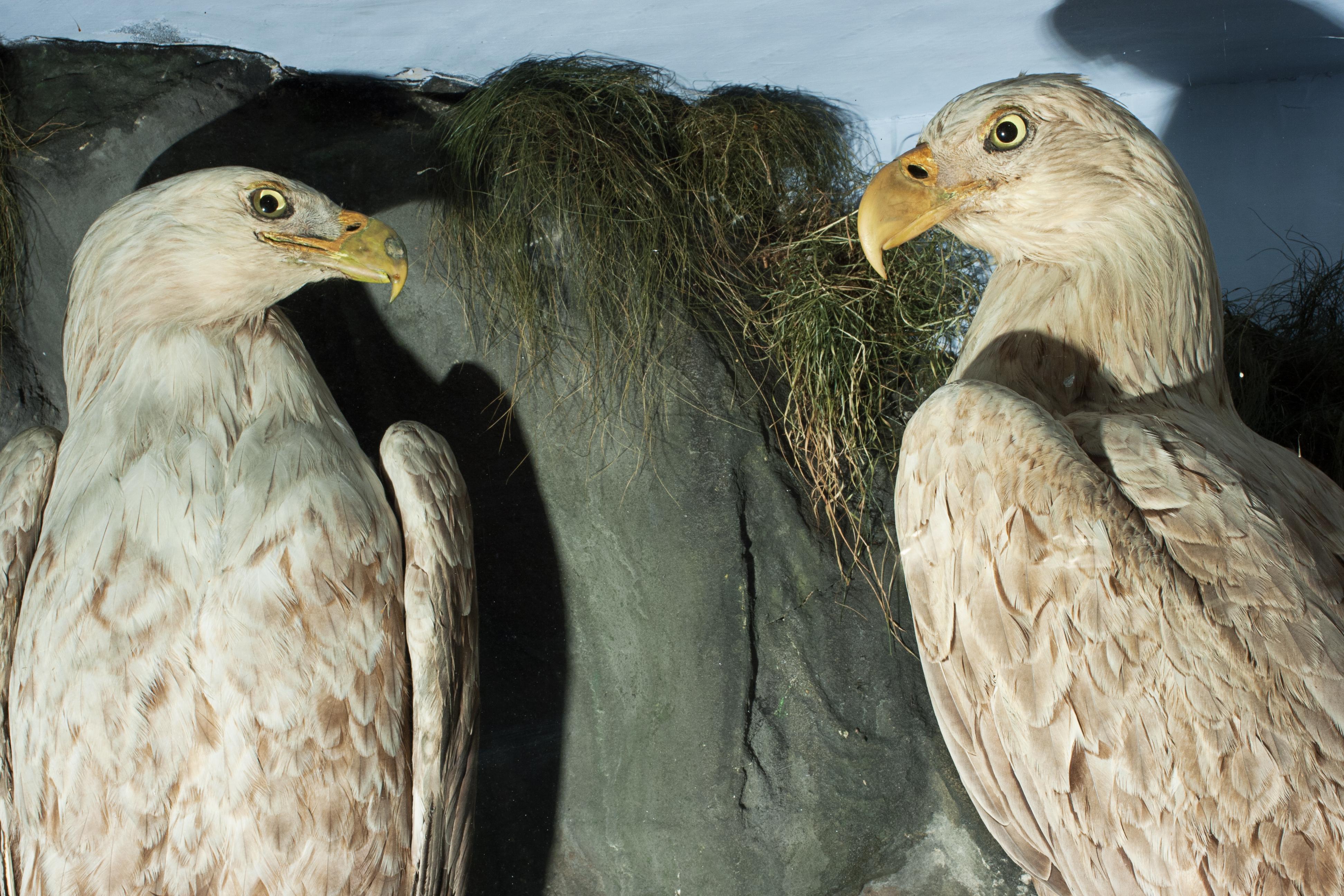 Antique Taxidermy Sea Eagles by Henry Ward, Father of Roland Ward In Good Condition For Sale In Oxfordshire, GB