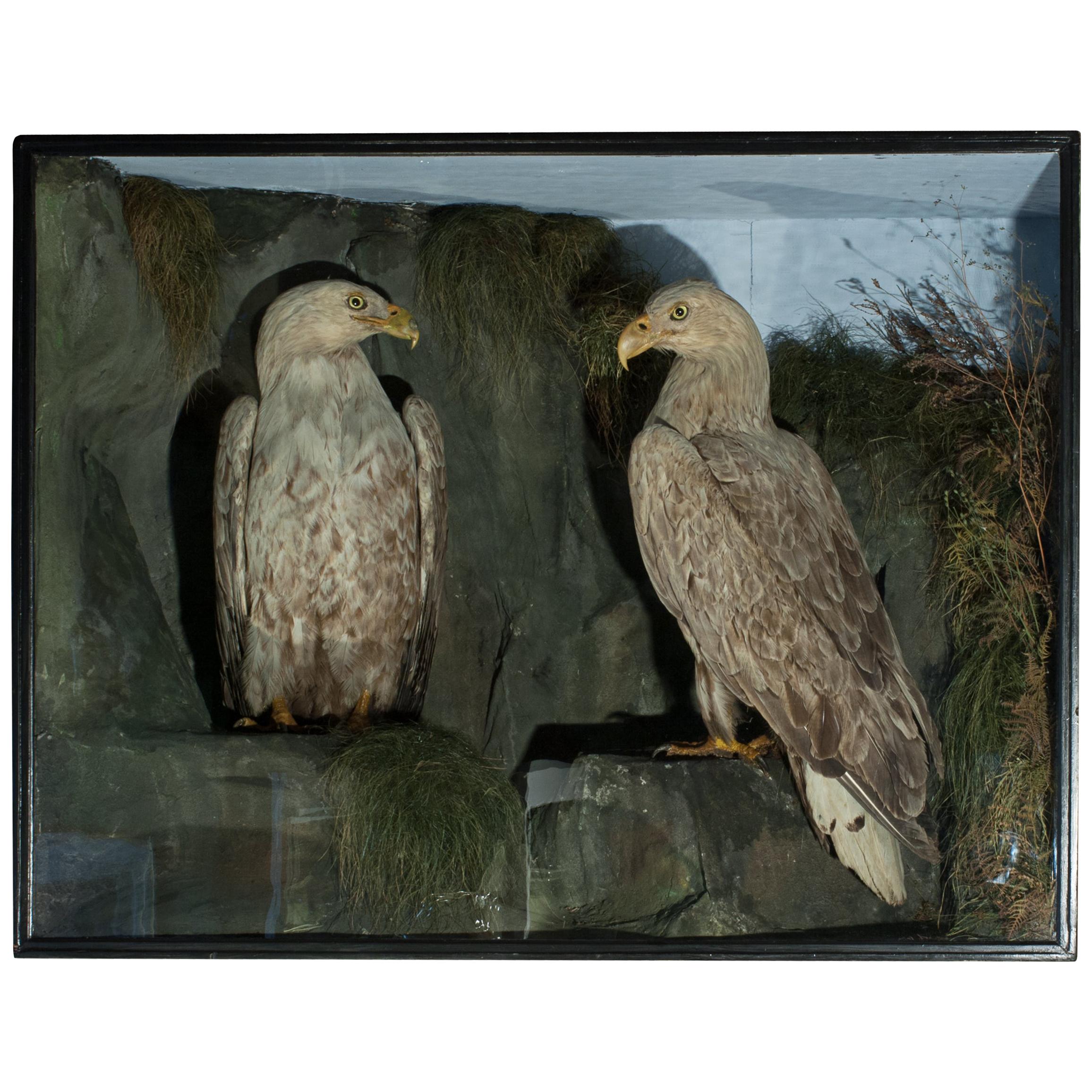 Antique Taxidermy Sea Eagles by Henry Ward, Father of Roland Ward