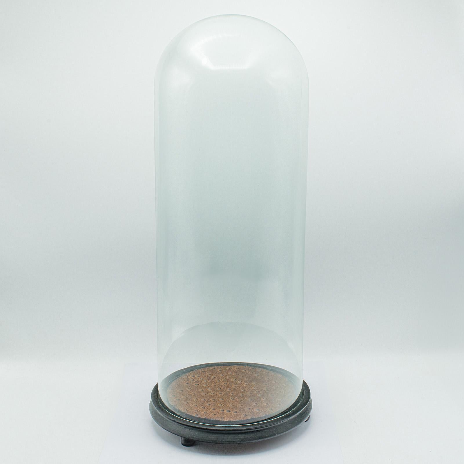 Antique Taxidermy Specimen Dome, English, Glass, Tall Showcase, Victorian, 1900 For Sale 4