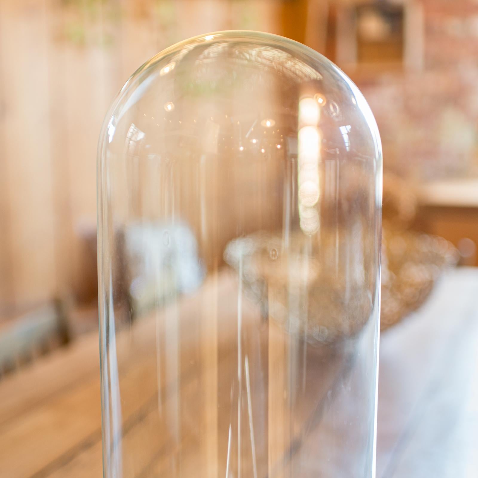 British Antique Taxidermy Specimen Dome, English, Glass, Tall Showcase, Victorian, 1900 For Sale