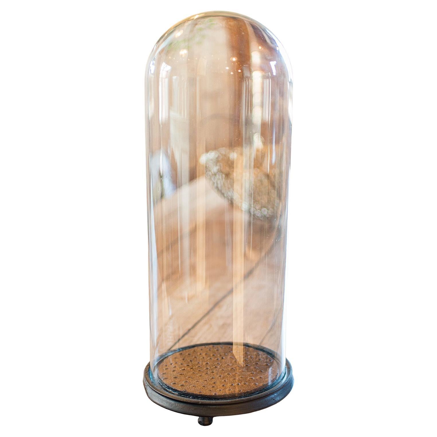 Antigua Cúpula para Especímenes de Taxidermia, Inglesa, Cristal, Vitrina Alta, Victoriana, 1900