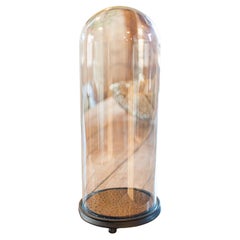 Dome Antique Taxidermy Spécimen, Anglais, Verre, Grande Vitrine, Victorienne, 1900