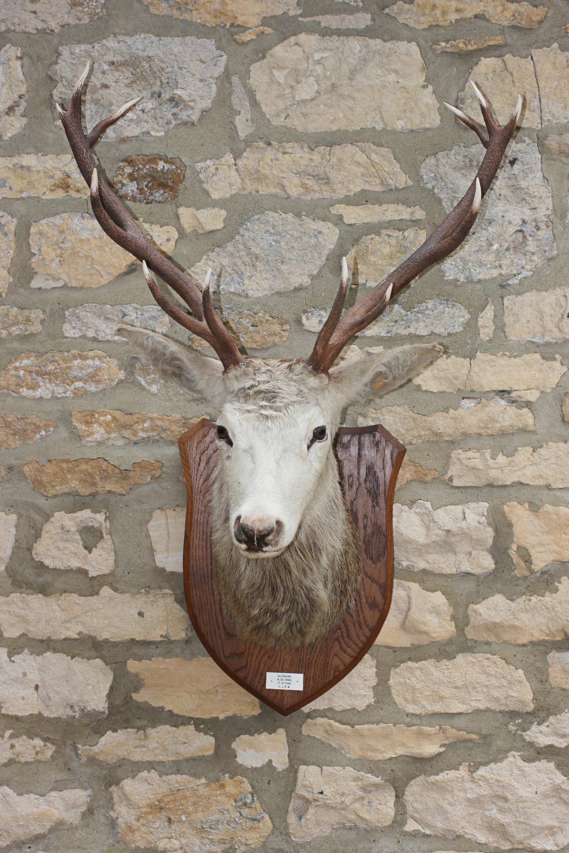ARGENTO PELTRO Stags HEAD realizzata a mano in Inghilterra GEMELLI DEER Stag paese NUOVO 