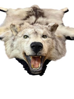 Antique Taxidermy Timber Wolf Rug