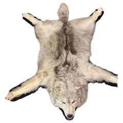 Antique Taxidermy Timber Wolf Rug