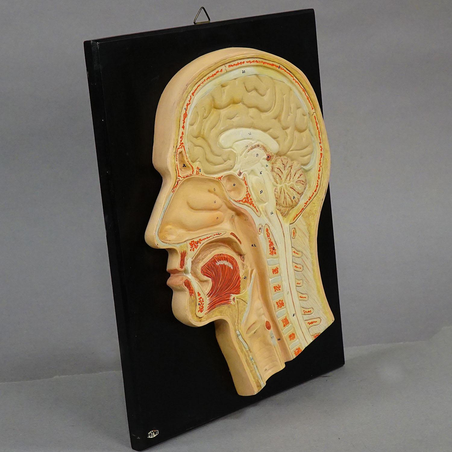 20th Century Antique Teaching Aid - Median Incision of the Human Head by PHYWE For Sale