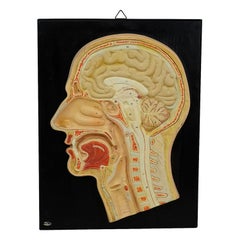 Antique Teaching Aid - Median Incision of the Human Head by PHYWE