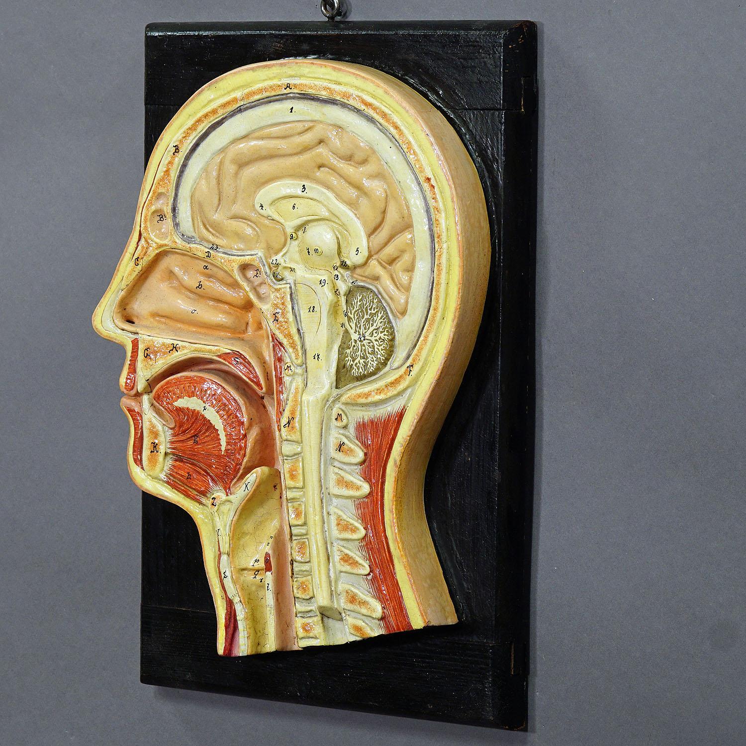 Ein großartiges antikes, handbemaltes und handbeschriftetes anatomisches Modell. Ein medianer Einschnitt des Kopfes für die Klasse. Sie ist aus Holz, Pappmaché und Gips, hergestellt von SOMSO oder PHYWE, Deutschland um 1920.

Maße: Breite: 8.66