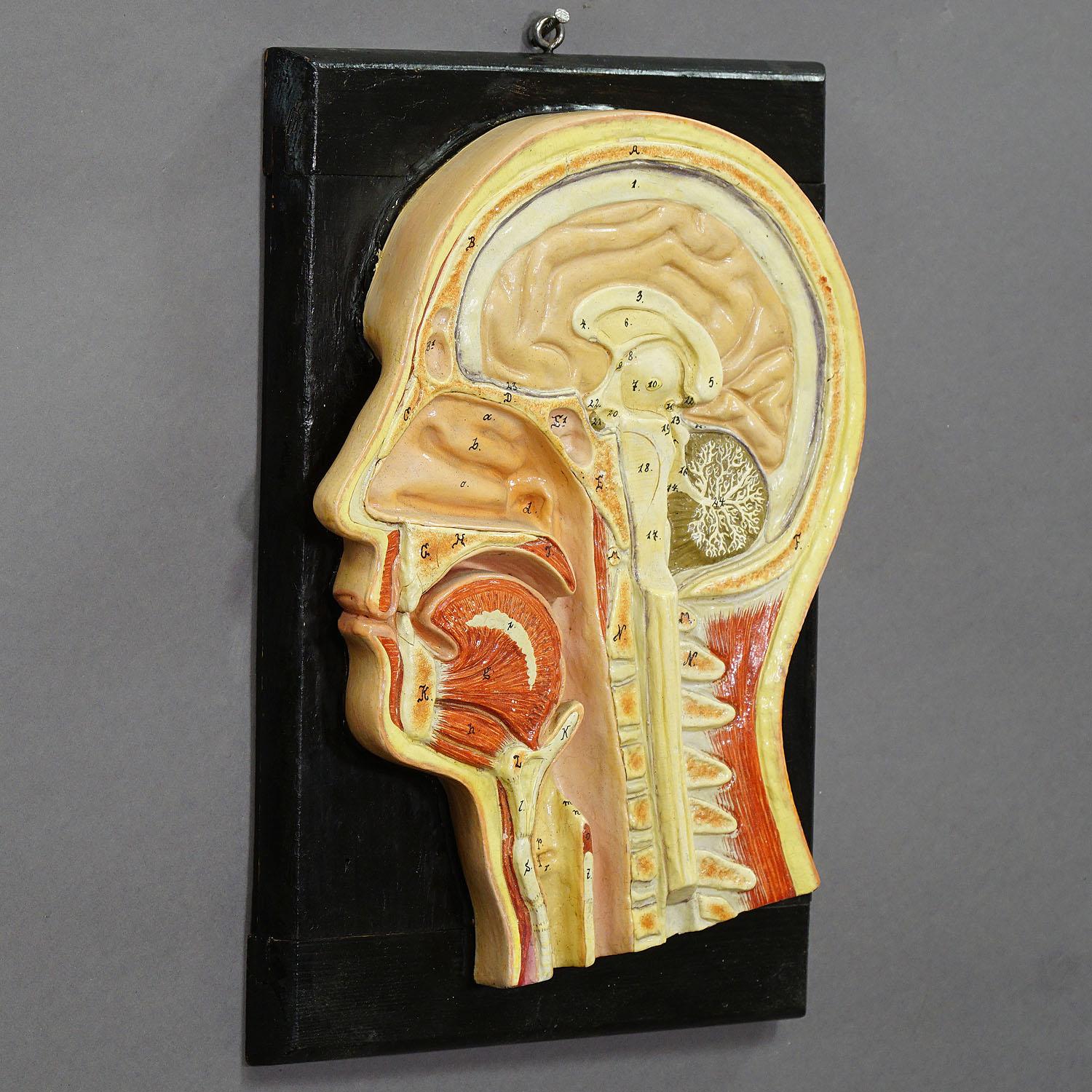 Mid-Century Modern Antique Teaching Aid Median Incision of the Human Head, Ca. 1920 For Sale