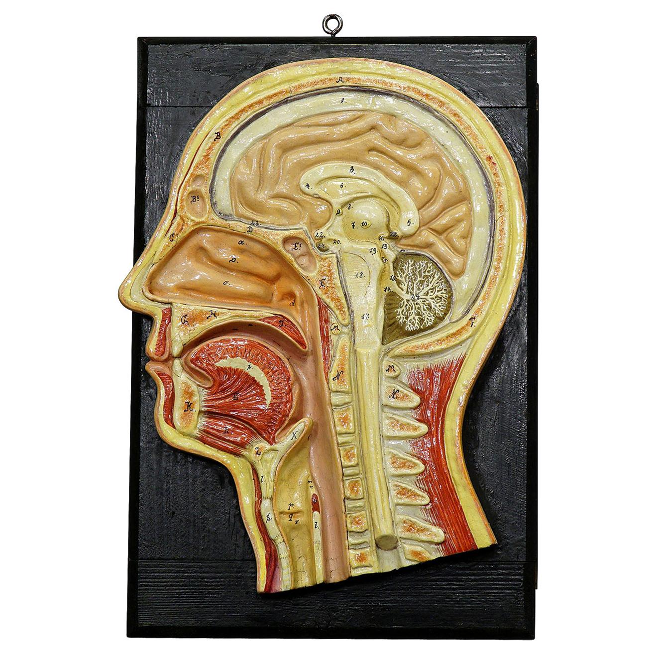Antique Teaching Aid Median Incision of the Human Head, Ca. 1920 For Sale