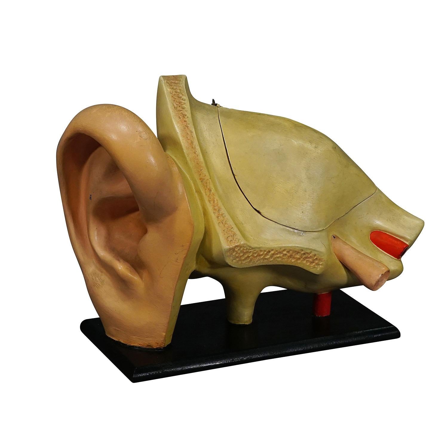 Antique Teaching Aid Modell of an Ear - Somso ca. 1900

A folding model of an ear. It was used as teaching material in German schools ca. 1900. It is made of wood and paper mache by Somso, Germany.

artfour is an owner-managed trading company that