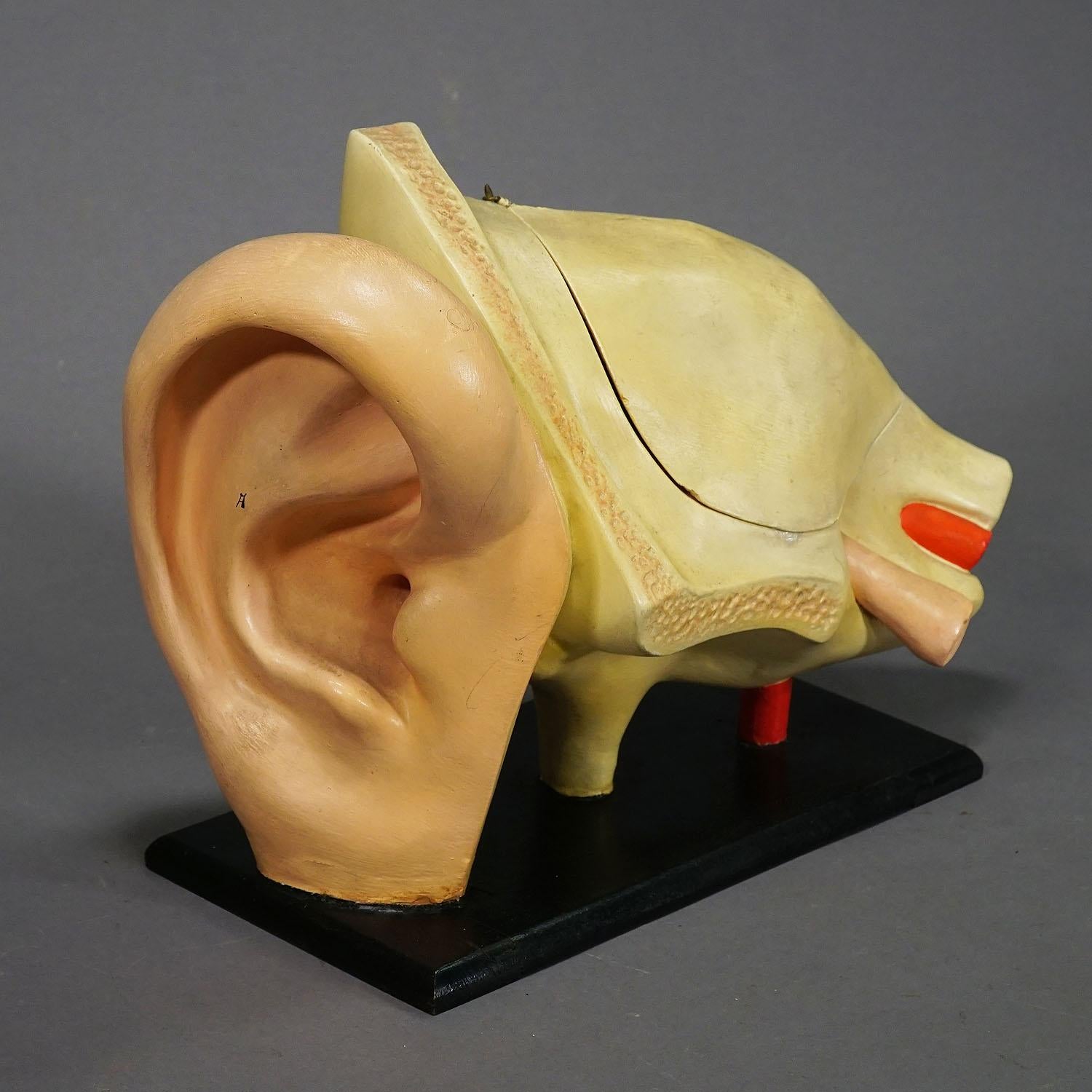 Mid-Century Modern Antique Teaching Aid Modell of an Ear - Somso ca. 1900 For Sale