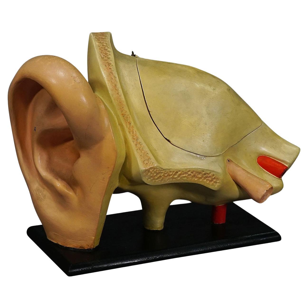 Modèle d'enseignement ancien d'une oreille - Somso vers 1900