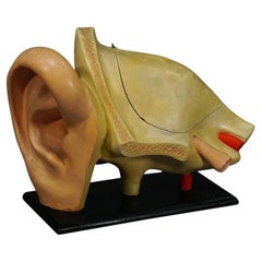 Antique Teaching Aid Modell of an Ear - Somso ca. 1900