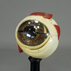 Antique Teaching Aid Modell of an Eye, Somso, ca. 1900