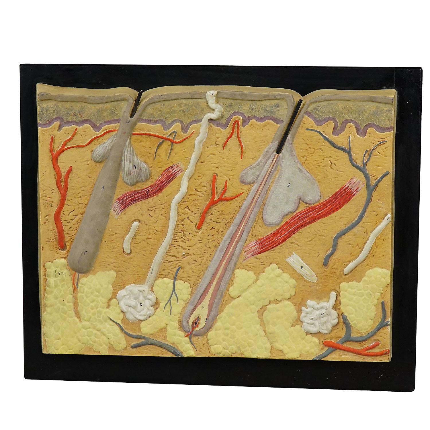 Antique Teaching Aid - Structure of the Human Skin, Plaster on Wood

An antique hand-painted anatomical wall model depicting the structure of the human skin with roots of the hair. The model is made of plaster on wooden plate. Most probably