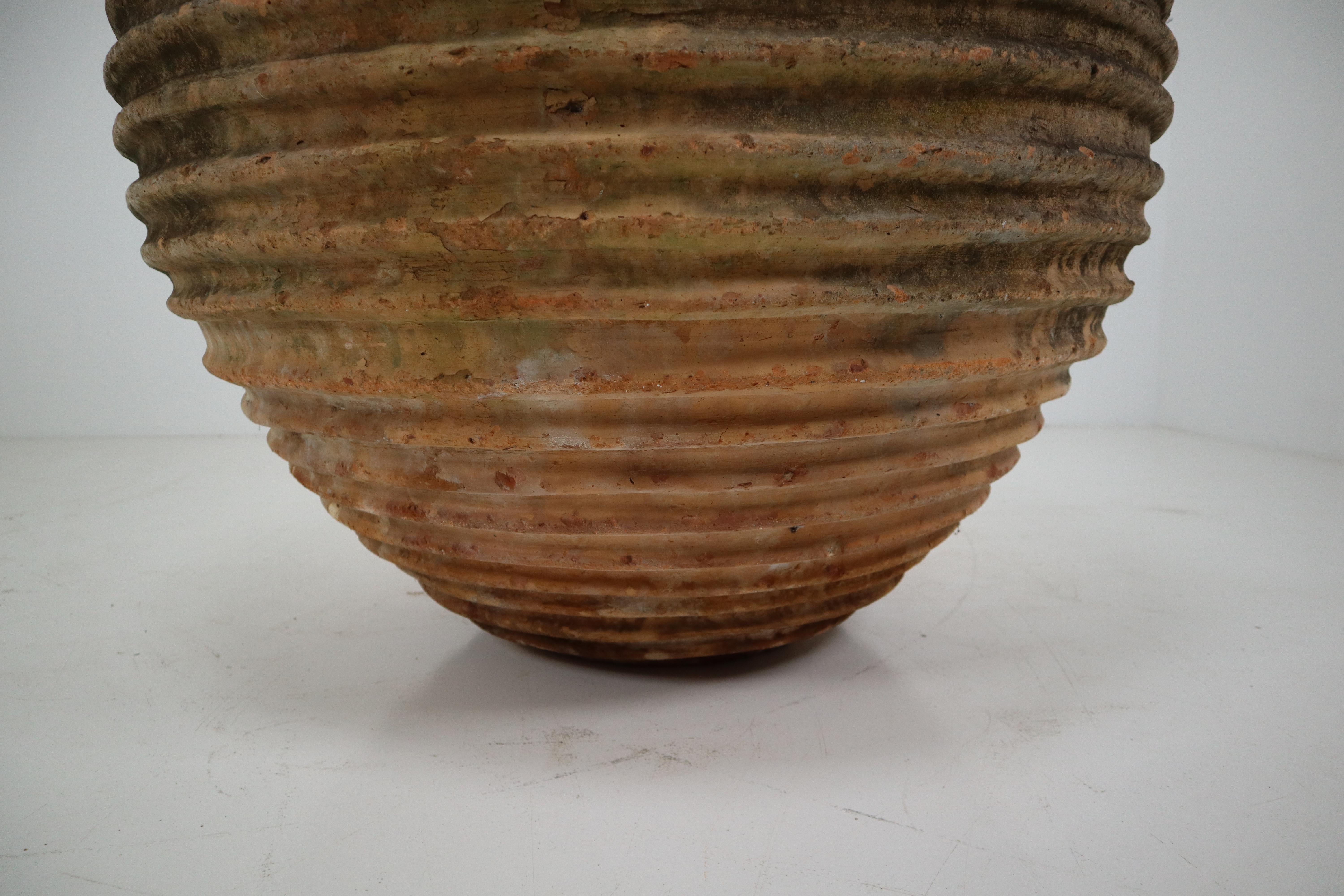 Giant Antique Terracotta Ribbed Olive Jar with Dark Lichen Patination 1