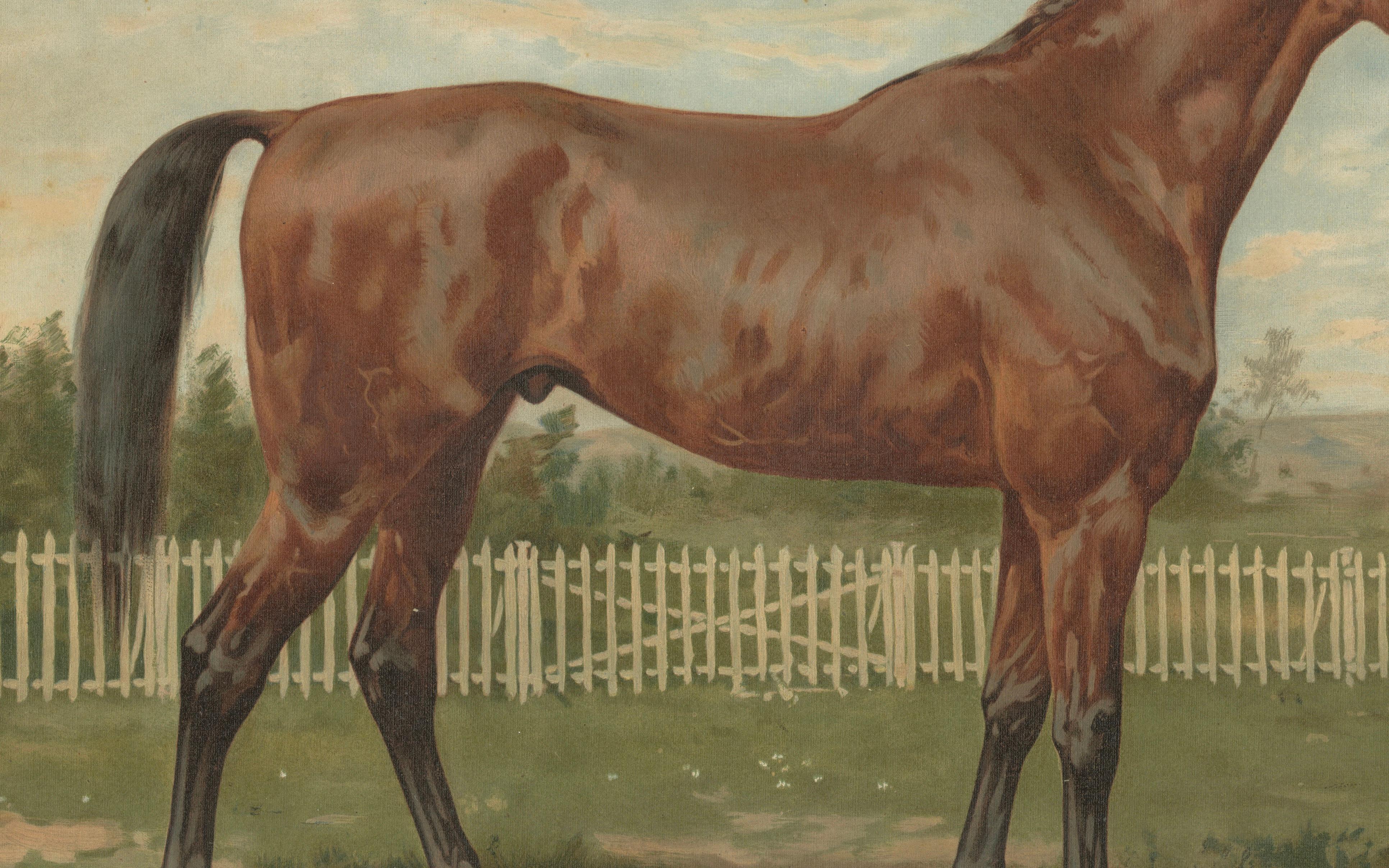 Antique Thoroughbred Horse Portrait, Pur Sang Equestrian Lithograph, ca.1898