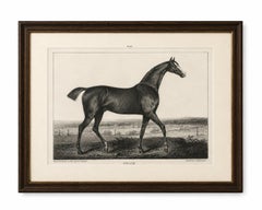 Antique Thoroughbred Stallion Selim, Arabian Bloodlines, Hullmandel c.1840