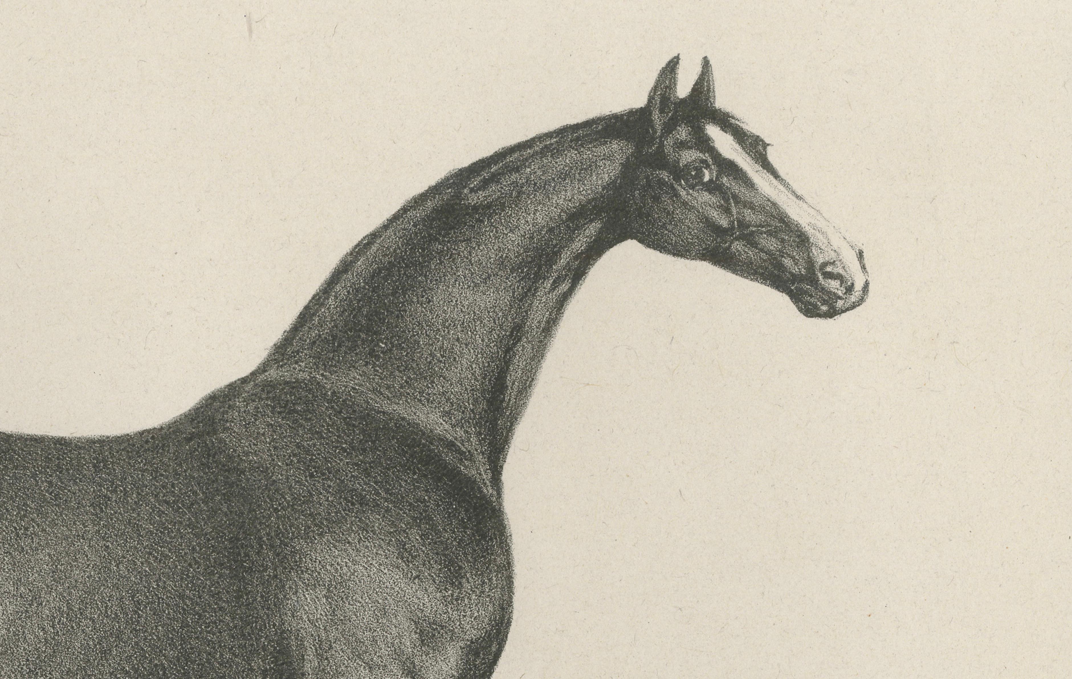 Antique Thoroughbred Stallion Selim, Arabian Bloodlines, Hullmandel c.1840