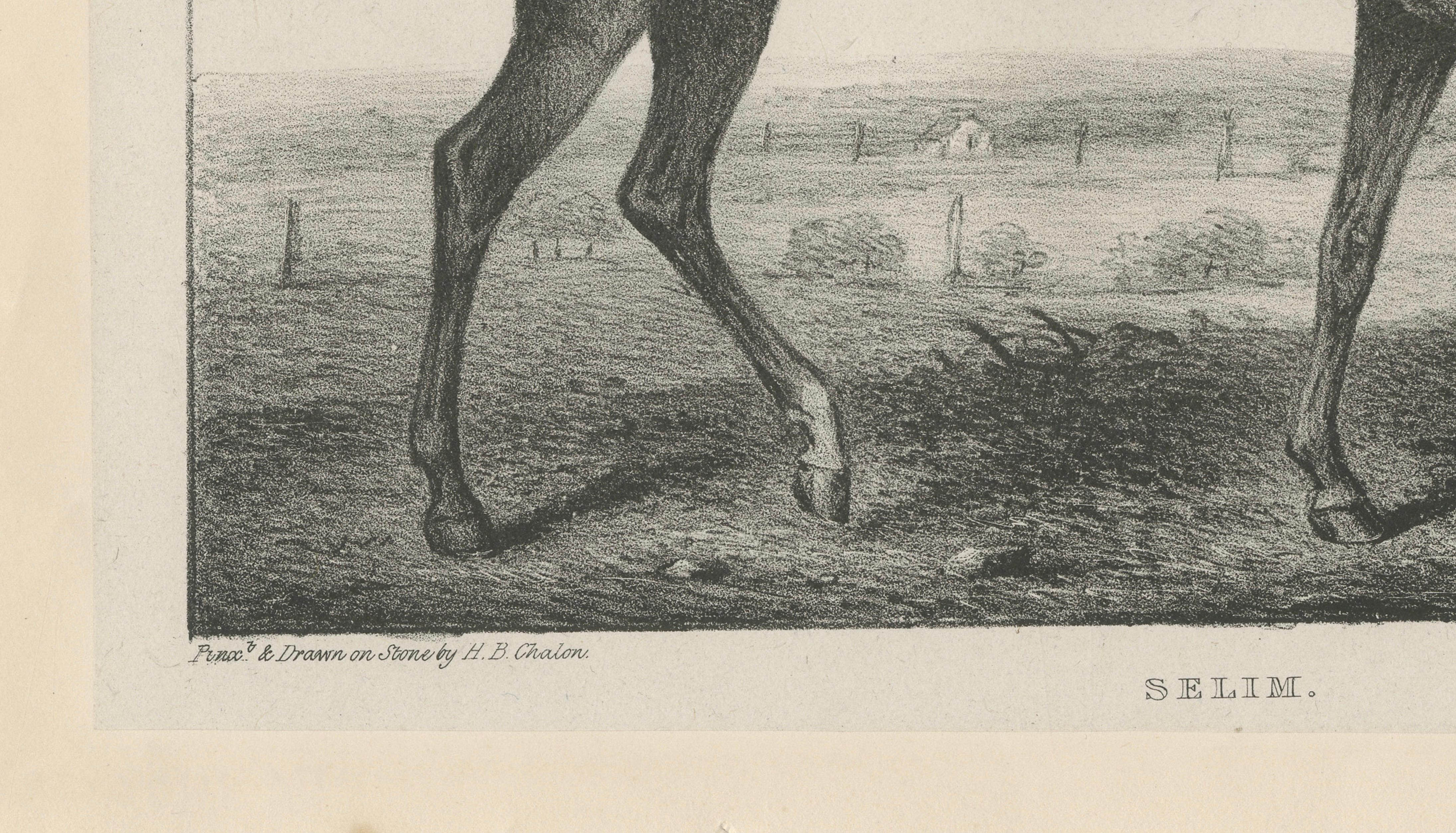 Antique Thoroughbred Stallion Selim, Arabian Bloodlines, Hullmandel c.1840