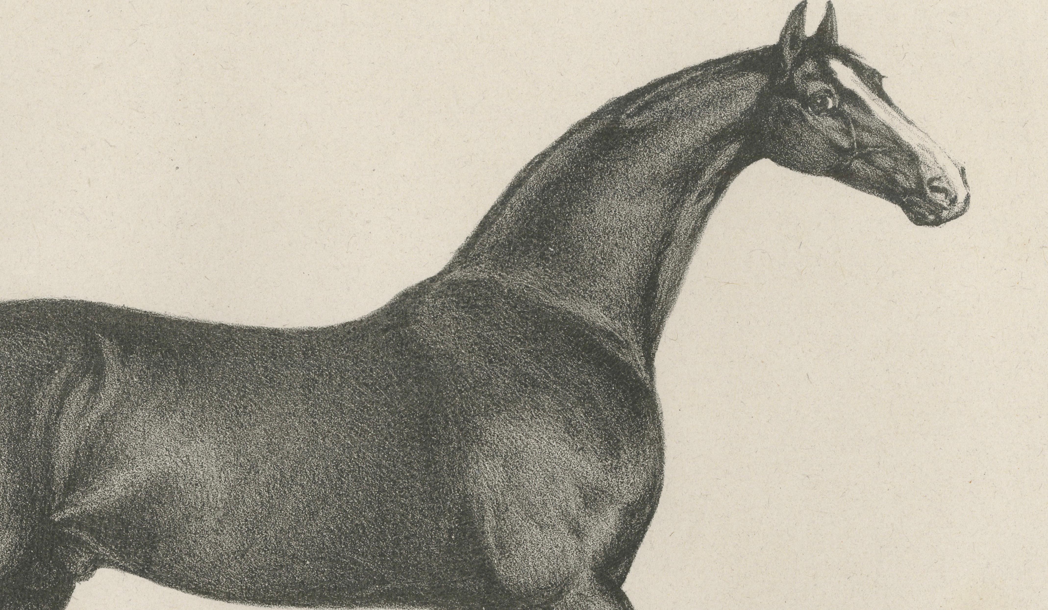 Antique Thoroughbred Stallion Selim, Arabian Bloodlines, Hullmandel c.1840