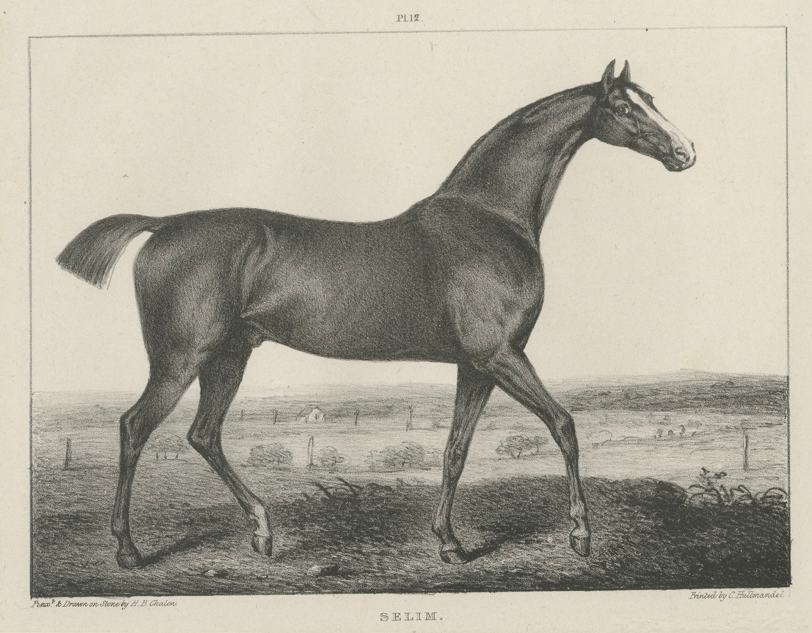 Antique Thoroughbred Stallion Selim, Arabian Bloodlines, Hullmandel c.1840