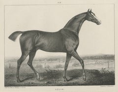 Antiker Vollbluthengst Selim, arabische Blutlinien, Hullmandel um 1840