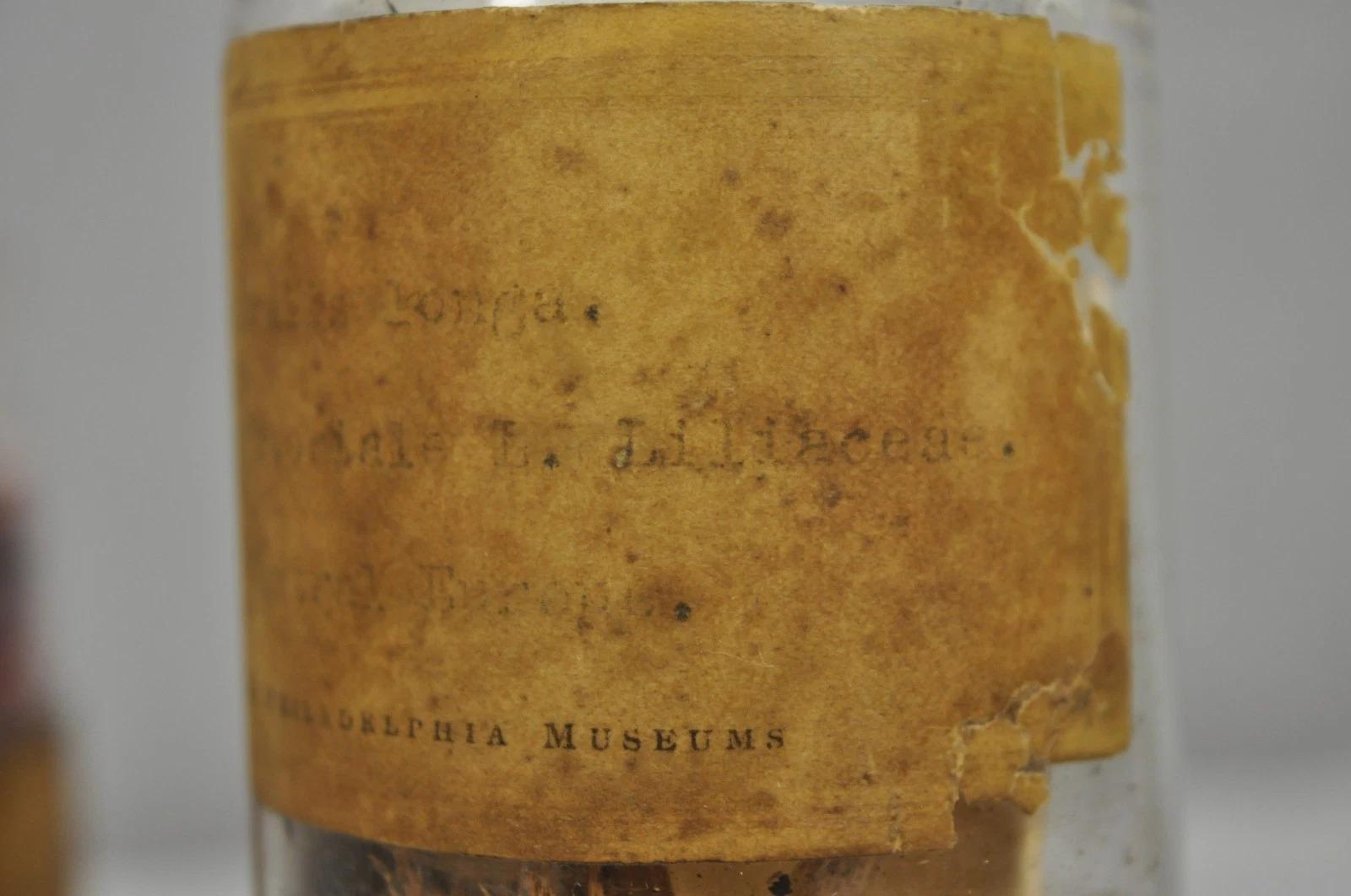 Verre Pots à confiserie anciens en verre Dakota de Tiffin du Philadelphia Museum en vente