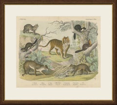 Antique Tiger and Puma Print with Wildcat and Martens, Kolb Mammals, circa 1890