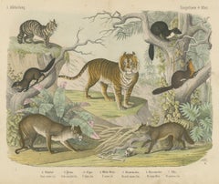 Antique Tiger and Puma Print with Wildcat and Martens, Kolb Mammals, circa 1890
