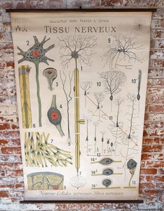 Carta anatomica antica del Tissu Nerveux