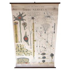 Carta anatomica antica del Tissu Nerveux