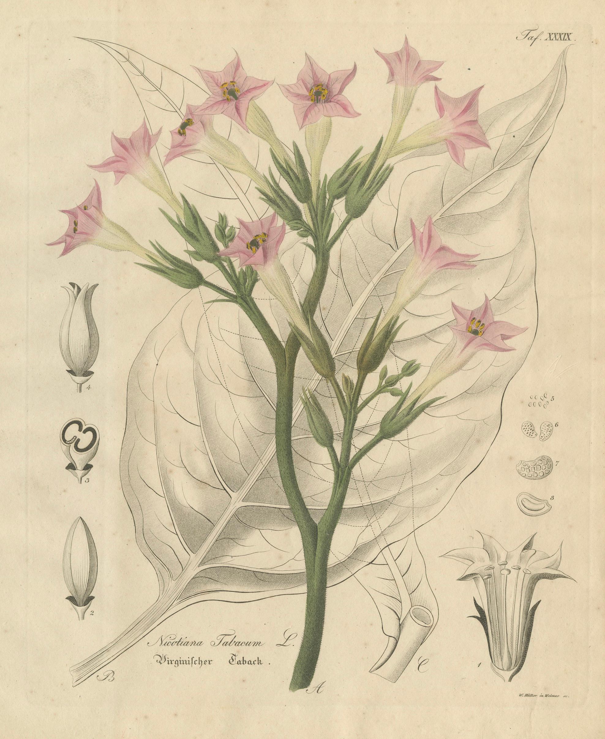Antique Tobacco Botanical Print, Nicotiana Tabacum, c.1831