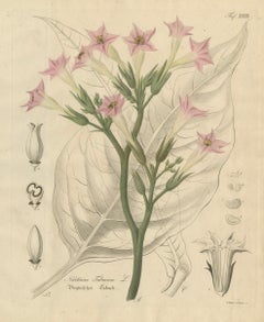 Antique Tobacco Botanical Print, Nicotiana Tabacum, c.1831