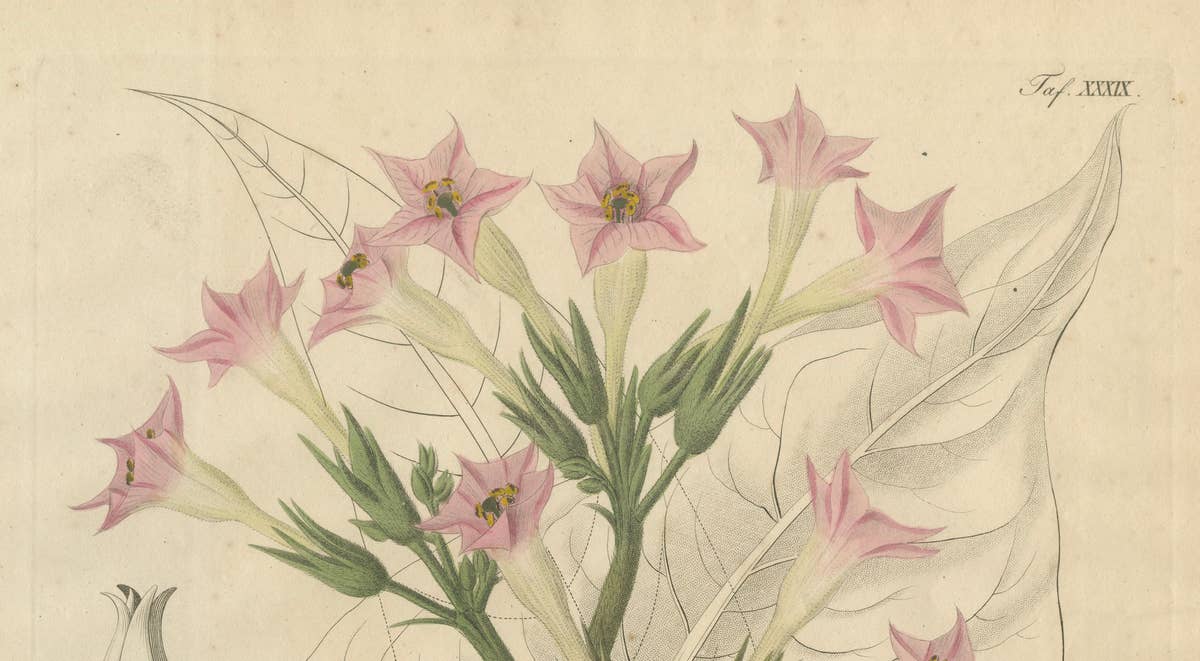 Antique Tobacco Botanical Print, Nicotiana Tabacum, c.1831