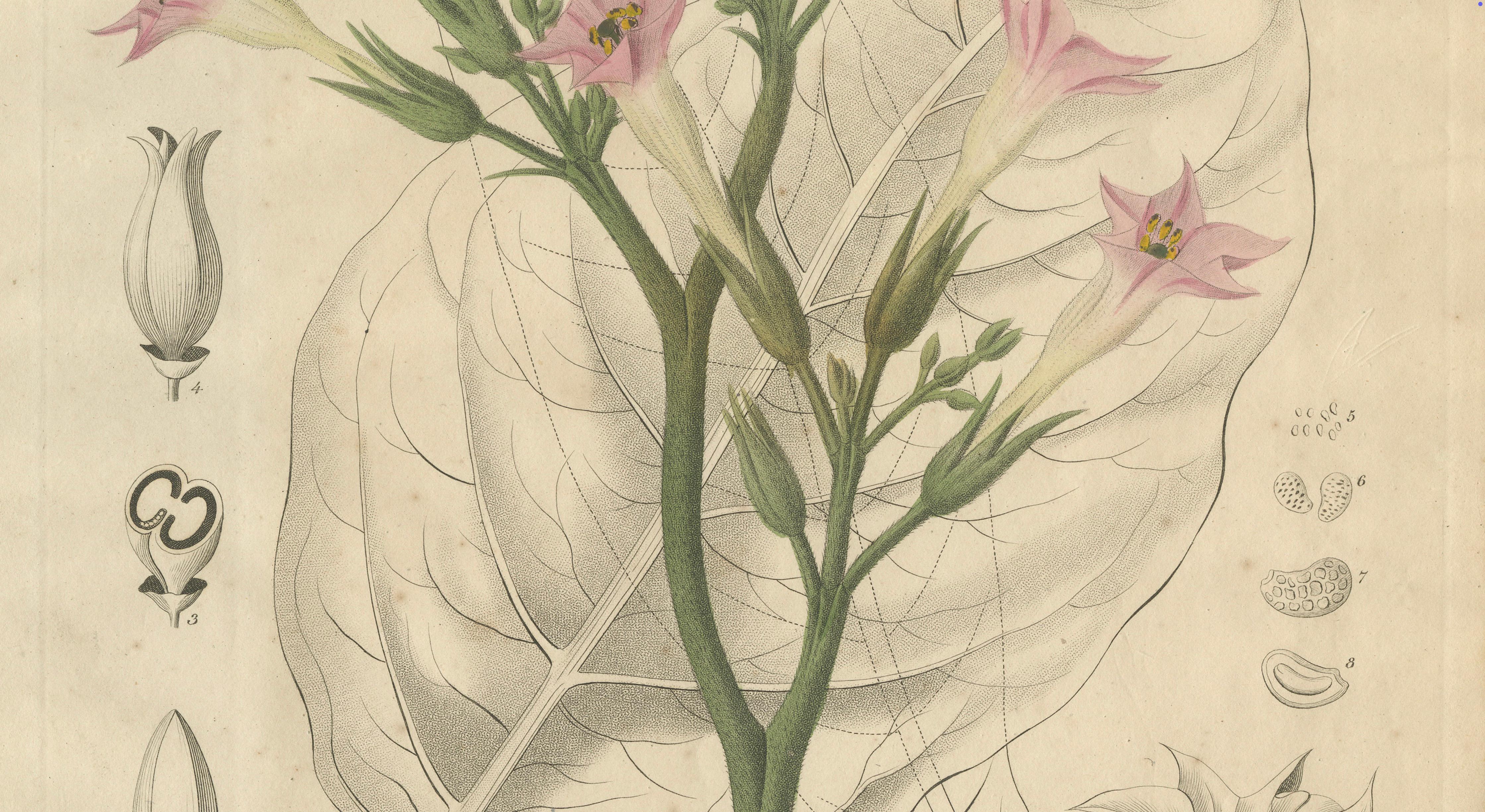 Antique Tobacco Botanical Print, Nicotiana Tabacum, c.1831