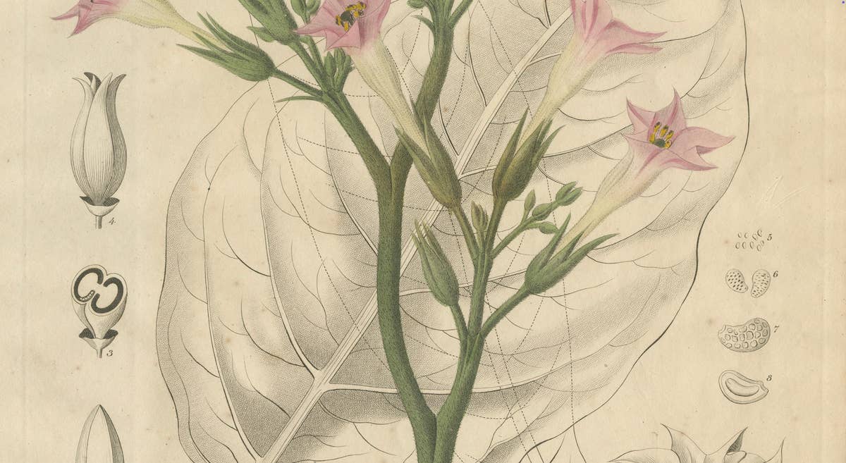 Antique Tobacco Botanical Print, Nicotiana Tabacum, c.1831