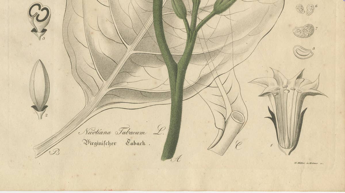 Antique Tobacco Botanical Print, Nicotiana Tabacum, c.1831