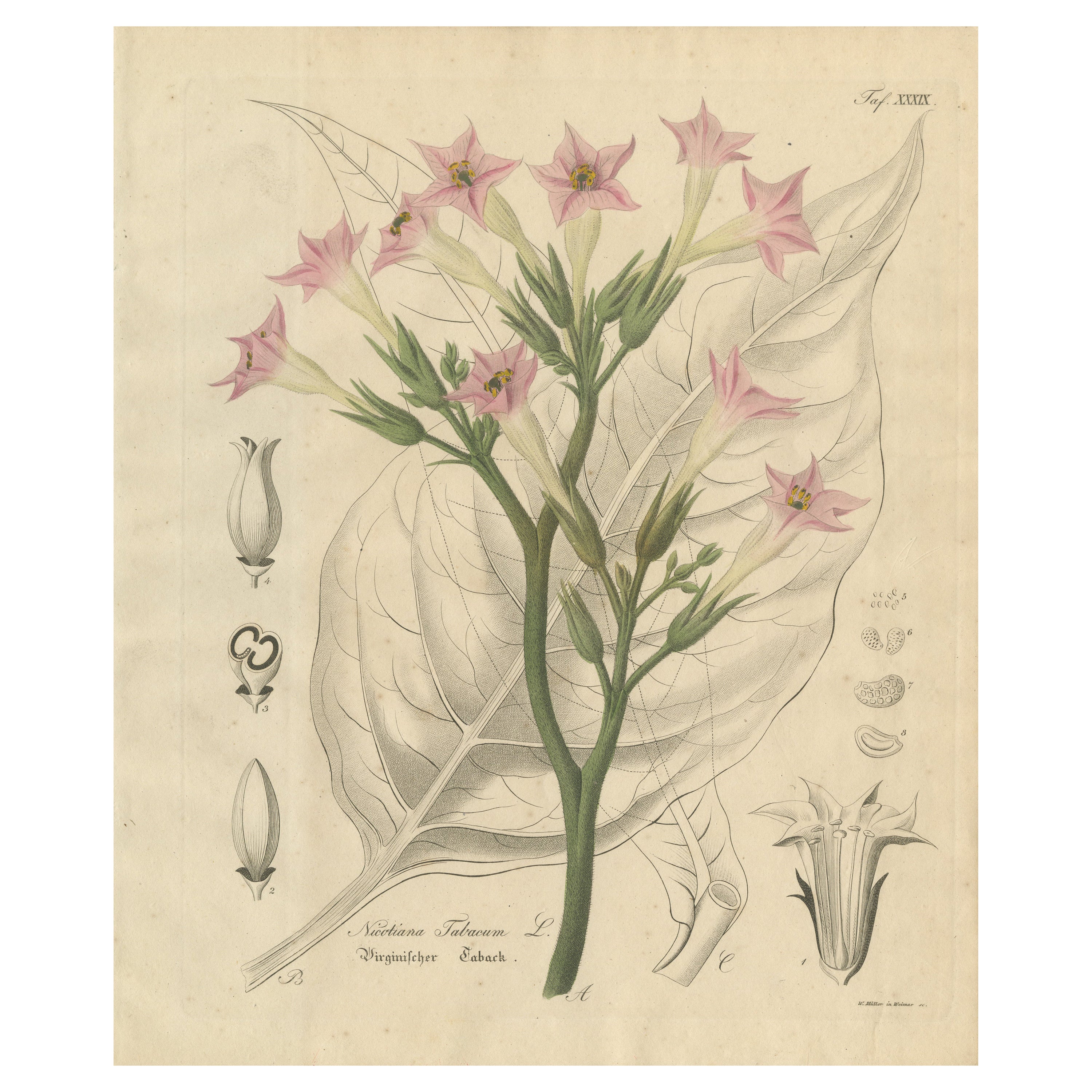Antique Tobacco Botanical Print, Nicotiana Tabacum, c.1831