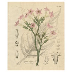 Antique Tobacco Botanical Print, Nicotiana Tabacum, c.1831