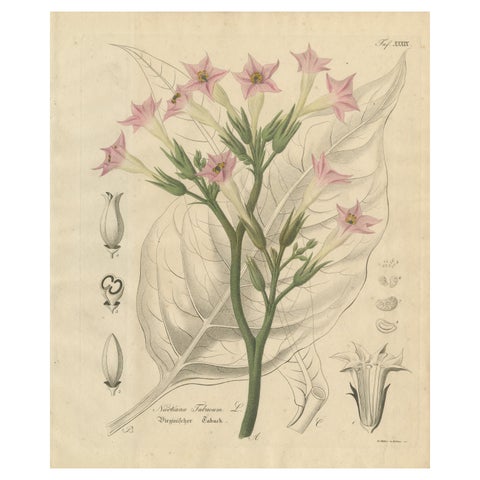 Antique Tobacco Botanical Print, Nicotiana Tabacum, c.1831