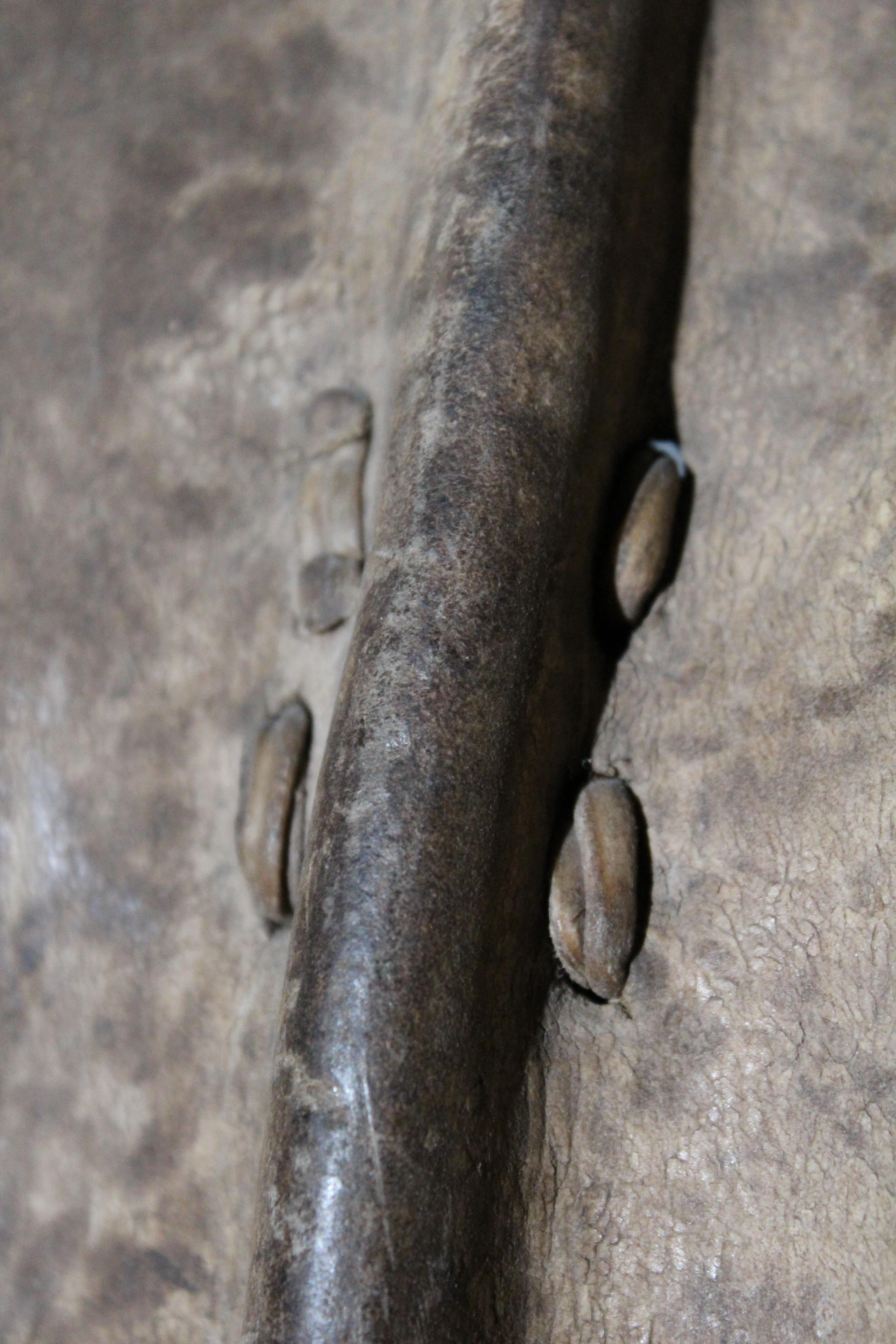 Antiker Toposa-Schild im Angebot 2