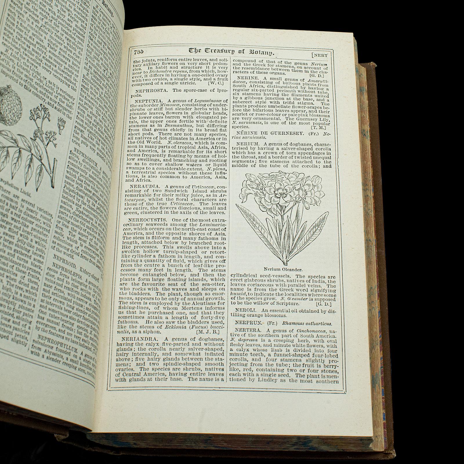 Antique Treasury Of Botany, Vol 1&2, English Language, Reference Book, Victorian For Sale 4