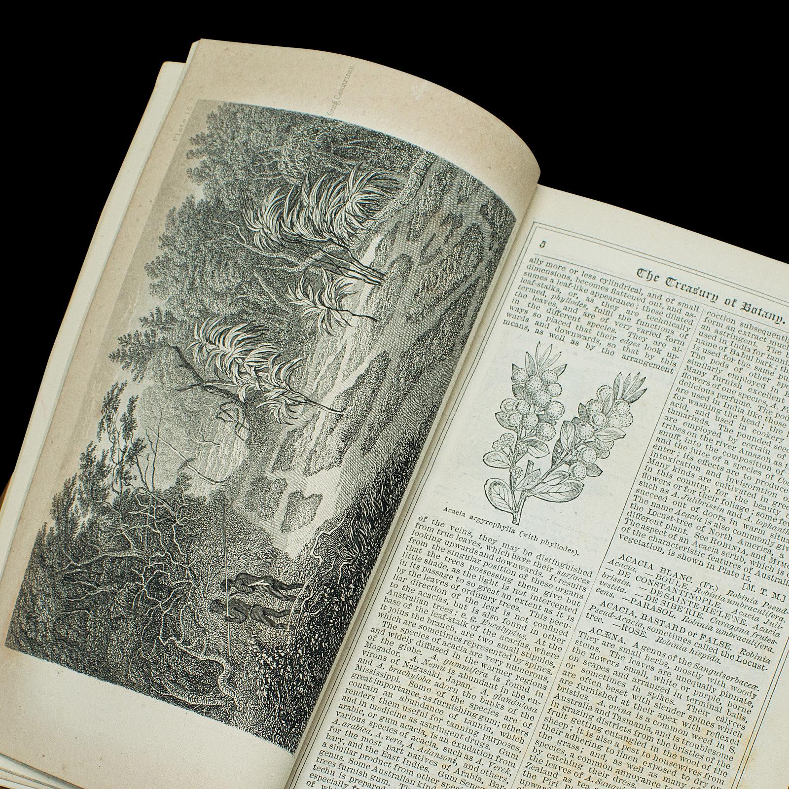 19th Century Antique Treasury Of Botany, Vol 1&2, English Language, Reference Book, Victorian For Sale