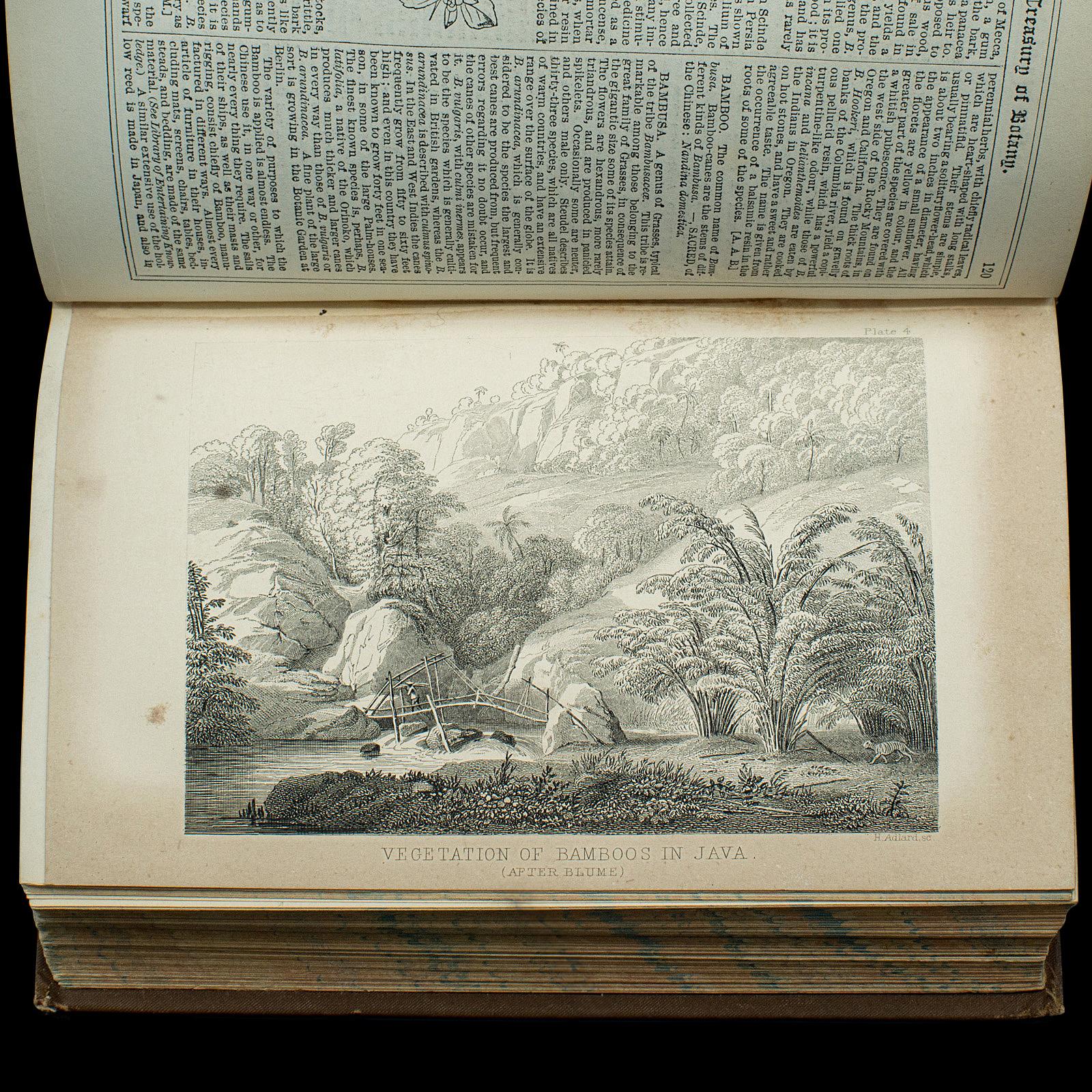 Paper Antique Treasury Of Botany, Vol 1&2, English Language, Reference Book, Victorian For Sale